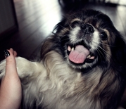 honden foto honden foto van Areen