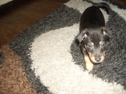 honden foto van kevin&daniëlle