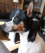 honden foto van Marleen,, & Aila