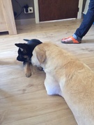 honden foto honden foto van Christophe