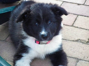 honden foto van Abby