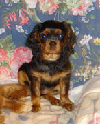 honden foto van minka