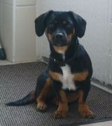 honden foto van John Harbers