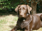 honden foto van Micheline