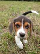 honden foto van Mirjam