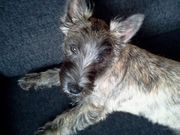 honden foto van Nathalie & Loeki