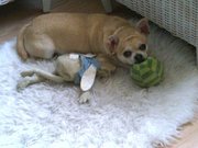 honden foto honden foto van Britt