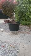 honden foto van Carlabeekmans