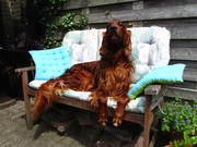 honden foto van Els Heijne