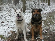 honden foto honden foto van Marco