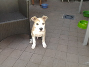 honden foto van Stephanie