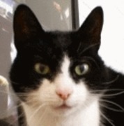 honden foto van peppi8kokki