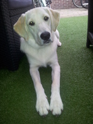 honden foto van chantal dekker