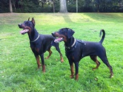 honden foto van Cooper
