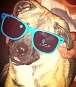 honden foto van maja