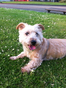 honden foto van Giulia