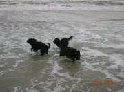 honden foto van tof