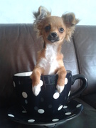 honden foto van Sharon