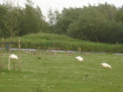 honden foto honden foto van Sjaan