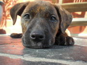 honden foto van Aline