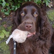 honden foto honden foto van Sietske