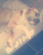 honden foto honden foto van Sanne&Djino