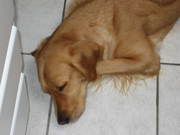 honden foto van Tompieke & Monicatje