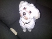 honden foto van Vilmaris Lopez