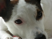 honden foto van neshla