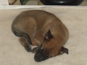 honden foto van Renzo