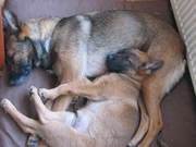 honden foto van johan 