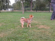 honden foto van Emma