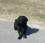 honden foto van Romy en Takkie