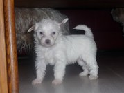 honden foto honden foto van Jolly Shelter