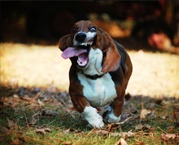 honden foto van Thibaud