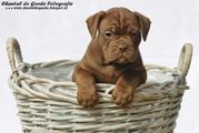 honden foto honden foto van Marco van Ingen
