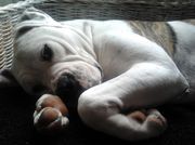 honden foto van Suzanne Ong