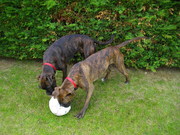 honden foto van Gwen