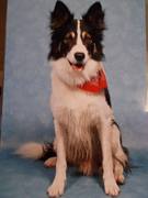 honden foto van wim hartman