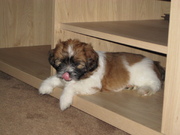 honden foto van bianca