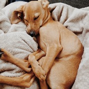 honden foto van Inge