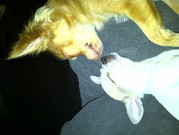 honden foto van yvonne