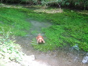 honden foto van sarah