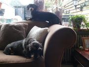 honden foto van Margriet