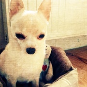 honden foto honden foto van Rebecca