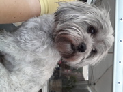 honden foto van tamara