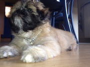 honden foto van Suzanne