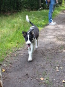 honden foto van Esther Oudshoorn