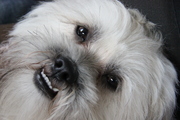 honden foto honden foto van ozzy