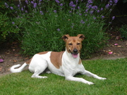 honden foto van  van Rocky